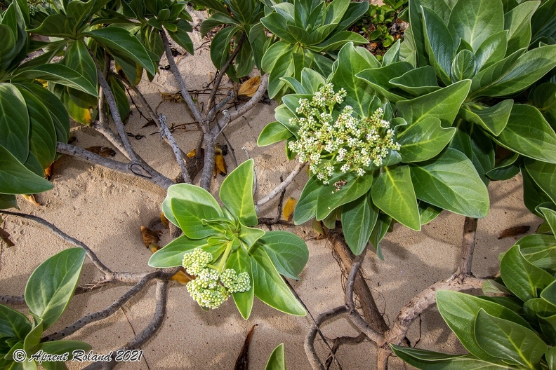 Heliotropium foertherianum  Velvetleaf soldierbush_3.jpg