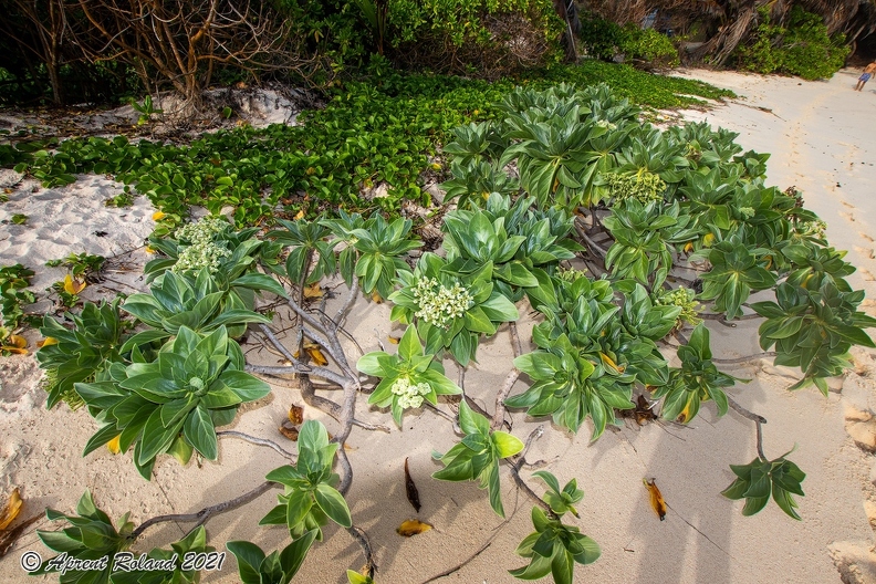 Heliotropium foertherianum  Velvetleaf soldierbush_5.jpg