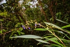 Dianella ensifolia