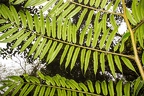SYC Fern 2
