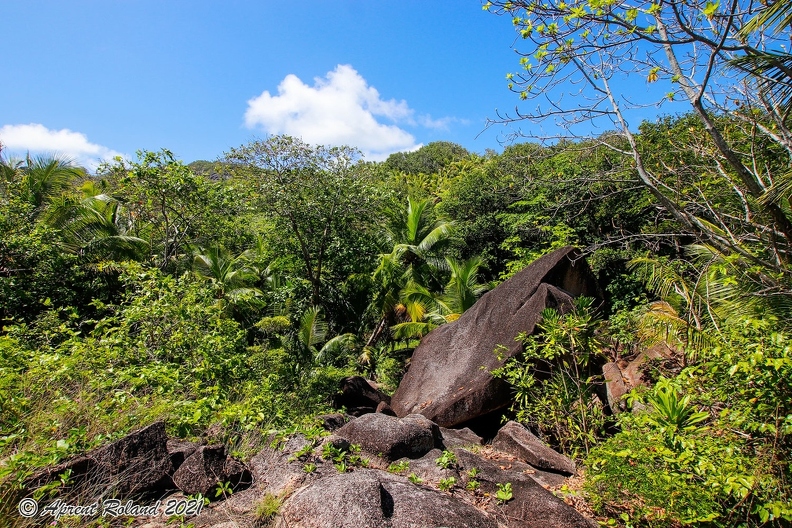 SYC La Digue Jungle_1.jpg