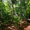 SYC La Digue Jungle 3