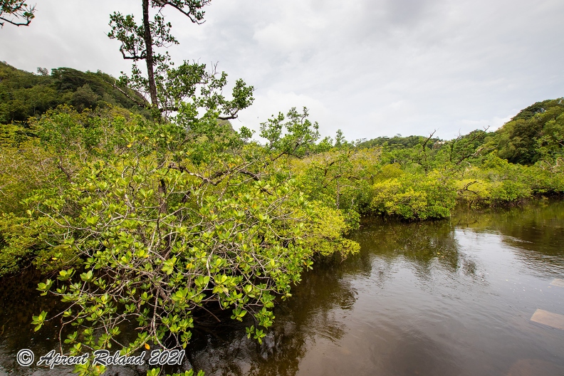 SYC Mangrove_3.jpg