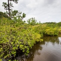 SYC Mangrove 3