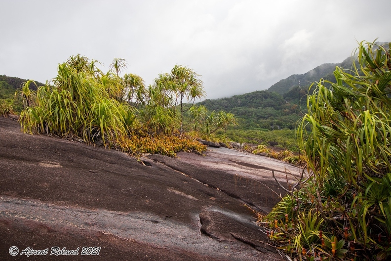 SYC Mt Copolia Glacis_1.jpg