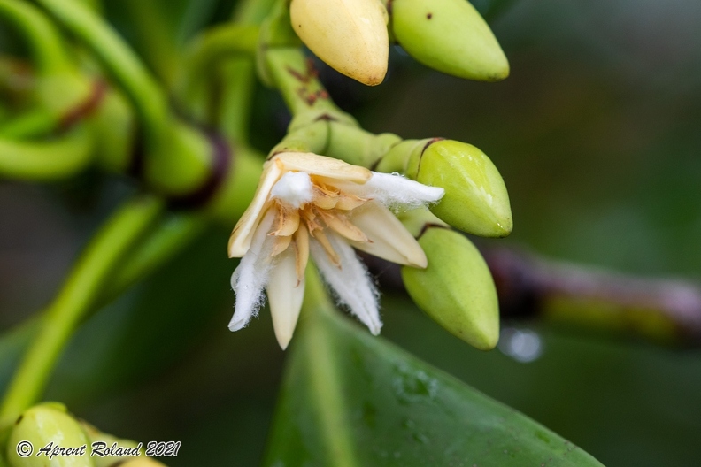 Rhizophora mucronata  Red mangrove_01.jpg