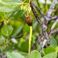 Rhizophora mucronata  Red mangrove 03