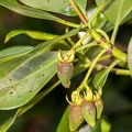 Rhizophora mucronata  Red mangrove 08