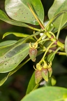 Rhizophora mucronata  Red mangrove 08