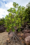 Rhizophora mucronata  Red mangrove 16