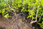 SYC Mangrove Mahe 2