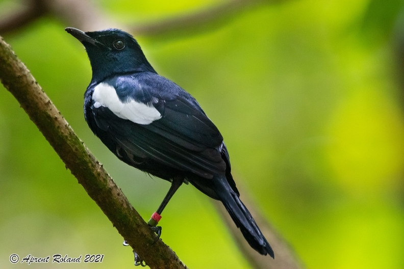 Copsychus sechellarum - Magpie ropin_1.jpg