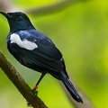 Copsychus sechellarum - Magpie ropin 1