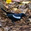 Copsychus sechellarum - Magpie ropin 3