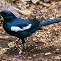 Copsychus sechellarum - Magpie ropin 5