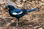Copsychus sechellarum - Magpie ropin 5