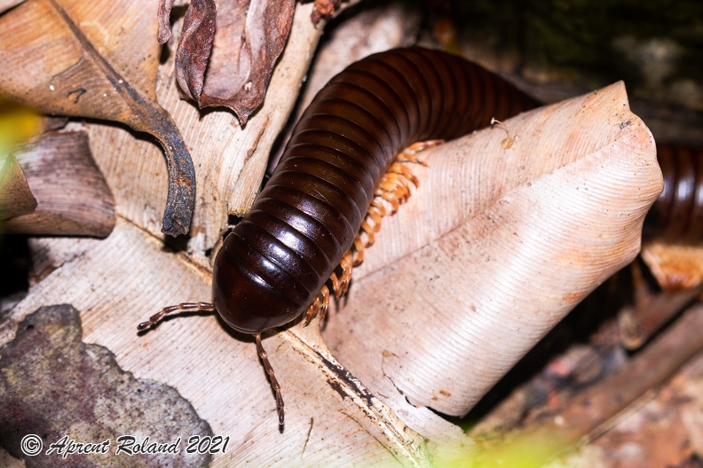 Sechelleptus seychellarum_2.jpg