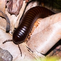 Sechelleptus seychellarum 2