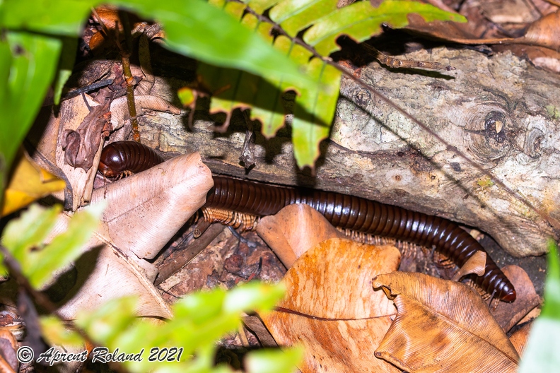 Sechelleptus seychellarum_3.jpg