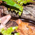 Sechelleptus seychellarum 3