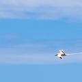 Phaethon lepturus - White tailed tropic bird 1