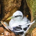 Phaethon lepturus - White tailed tropic bird 2