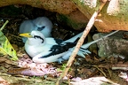 Phaethon lepturus - White tailed tropic bird 3