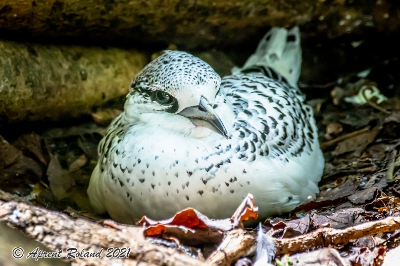 Phaethon lepturus - White tailed tropic bird_4.jpg
