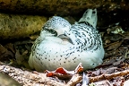 Phaethon lepturus - White tailed tropic bird 4