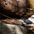 Phaethon lepturus - White tailed tropic bird 5