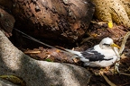 Phaethon lepturus - White tailed tropic bird 5