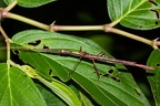 La Selva 030