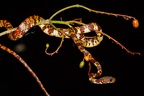 La Selva 031