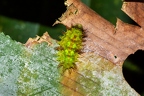 La Selva 032