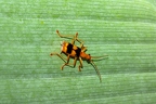 La Selva 033