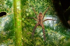 La Selva 034