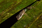 La Selva 036