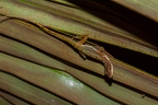 La Selva 037