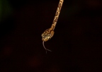 La Selva 038