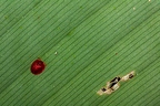 La Selva 040