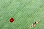 La Selva 041