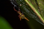 La Selva 042