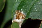 La Selva 044