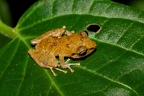 La Selva 046