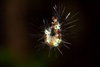 La Selva 049