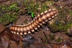 La Selva 048