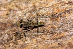 La Selva 050