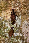 La Selva 051