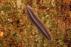 La Selva 052