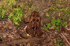 La Selva 053